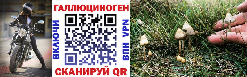 Купить где  Свободный  Псилоцибиновые грибы MAGIC MUSHROOMS 